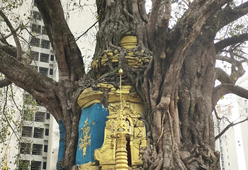 树包塔第 23 张图片