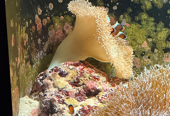 冲绳美丽海水族馆第 170 张图片