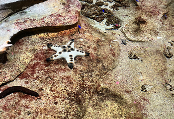 新加坡海洋生态馆第 127 张图片