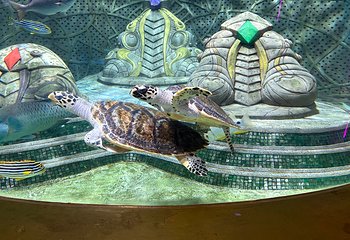 三亚亚特兰蒂斯失落的空间水族馆第 127 张图片