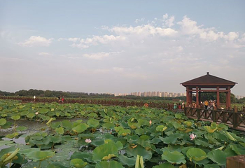 荷塘月色湿地公园第 33 张图片