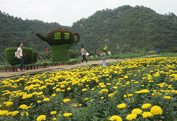 千菊百卉园（菊花文化节）第 12 张图片
