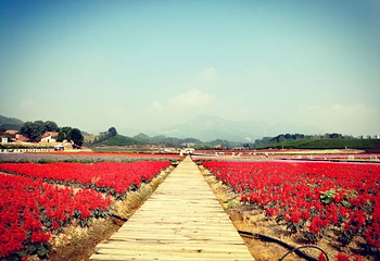 花田美地第 10 张图片