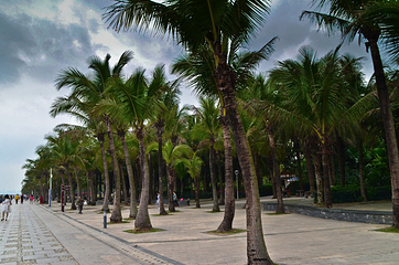 红树林海滨生态公园第 17 张图片