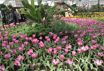 北大荒鹤城鲜花港第 15 张图片