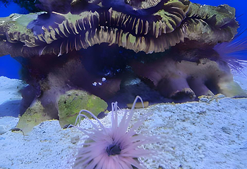 青岛海底世界第 129 张图片
