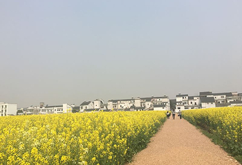 蔡甸消泗油菜花第 26 张图片