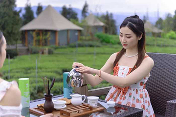 牛碾坪万亩观光茶园第 16 张图片