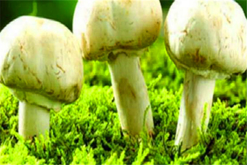 战友蘑菇采摘观光园第 9 张图片
