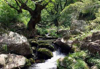 大历山第 4 张图片