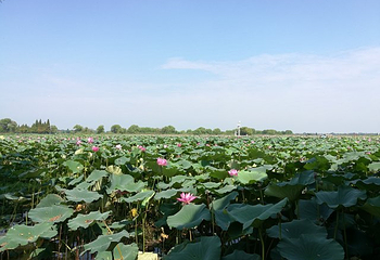 洪湖生态旅游区第 30 张图片