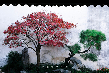 艺圃第 67 张图片