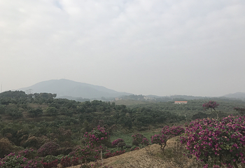 广垦(茂名)国家热带农业公园第 17 张图片