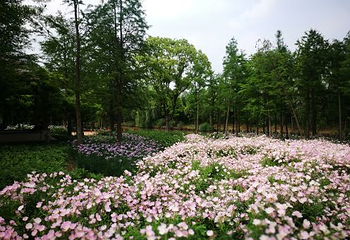 同里国家湿地公园第 32 张图片