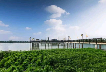 高邮湖芦苇荡湿地公园第 49 张图片