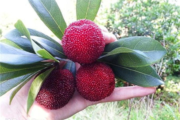 杨梅观光园第 2 张图片