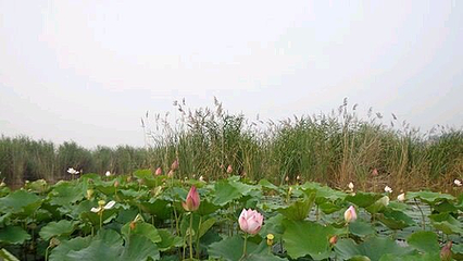 鼎湖湾第 2 张图片