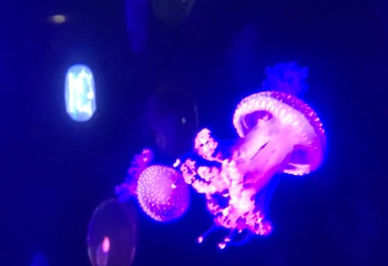 欢乐海岸海洋奇梦馆第 25 张图片