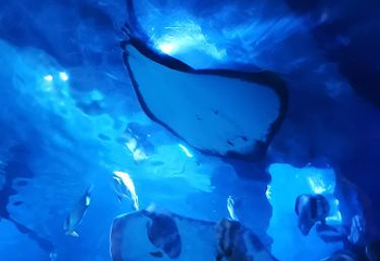 海之语海洋世界第 71 张图片