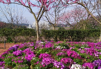 金兰花谷景区第 28 张图片