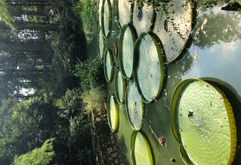 武汉植物园第 45 张图片
