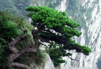 庐山石门涧风景区第 30 张图片
