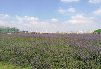 鲜花小镇第 26 张图片