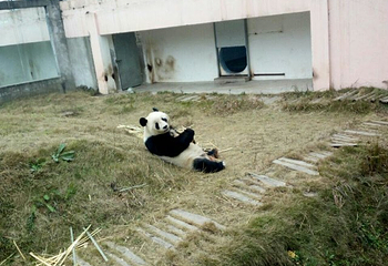 阆中熊猫乐园第 60 张图片