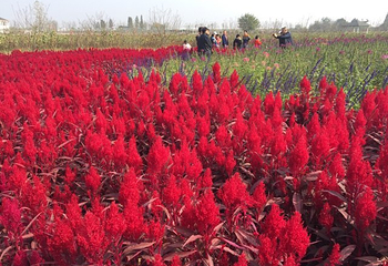 同心花海第 40 张图片