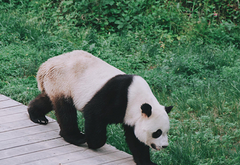 长青华阳景区第 56 张图片