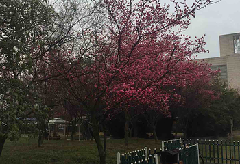 彭州园第 11 张图片