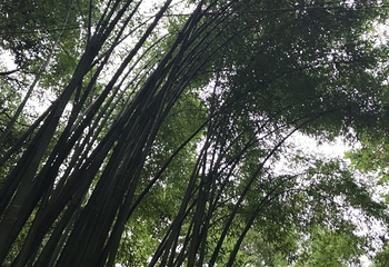 邛崃竹溪湖第 36 张图片