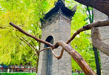 小雁塔遗址公园第 99 张图片