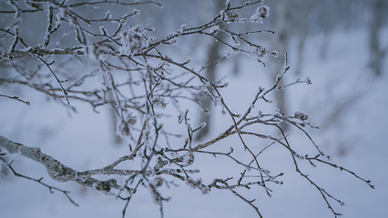 雪乡大雪谷第 35 张图片