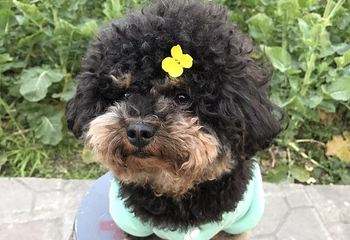 葫芦坝睡养小镇第 34 张图片