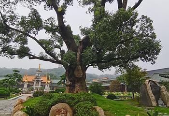 东林寺第 25 张图片