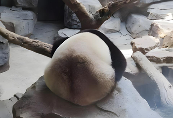 红山森林动物园第 375 张图片