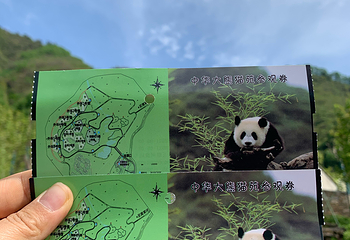 卧龙中华大熊猫苑神树坪基地第 83 张图片