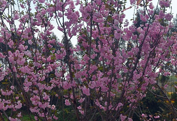 花果山开心农场第 7 张图片