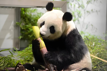 安吉竹博园第 147 张图片