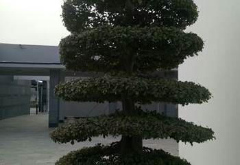 石家庄植物园第 26 张图片