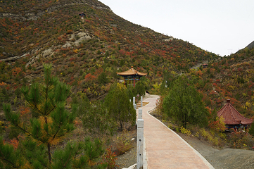 百里山水画廊—硅化木第 25 张图片