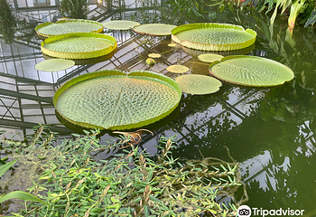 波恩大学植物园第 9 张图片