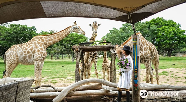 Wild Is Life Trust and ZEN