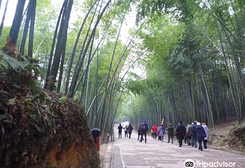蜀南竹海第 50 张图片