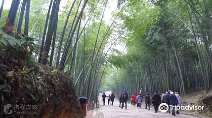 蜀南竹海风景名胜区-翡翠长廊第 3 张图片