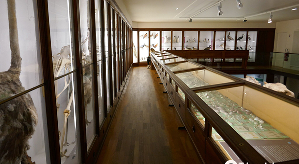 南特自然历史博物馆