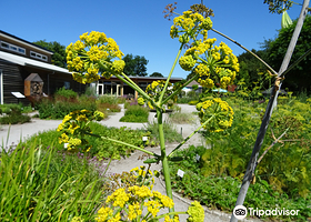 草本植物庭院植物园