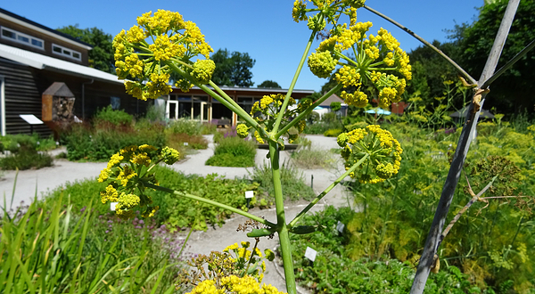 草本植物庭院植物园