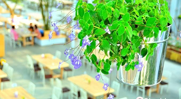 香草菲菲 芳香植物博物馆